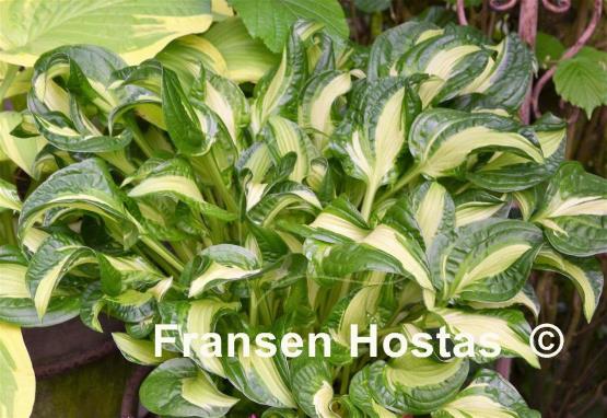 Hosta Emerald Necklace